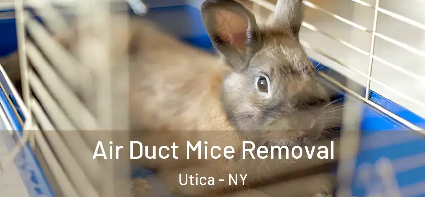 Air Duct Mice Removal Utica - NY